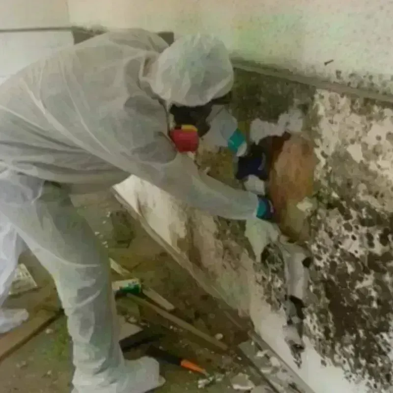 Mold Remediation and Removal in Athens, WI